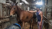Pekerja merawat kuda yang dipersiapkan untuk menarik kereta kencana pada acara kirab pernikahan putra bungsu Presiden Jokowi, Kaesang Pangerap dengan Erina Gundono di Jajar, Solo, Jawa Tengah, Senin (5/12/2022).