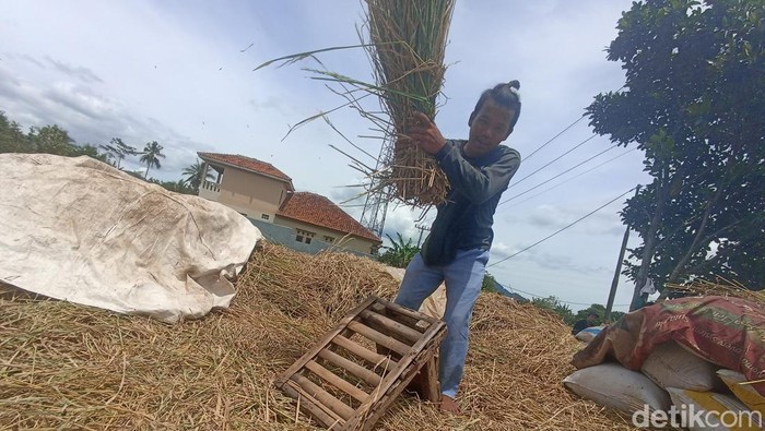 Petani di Kecamatan Cugenang mulai memanen tanaman padi pasca dilanda gempa