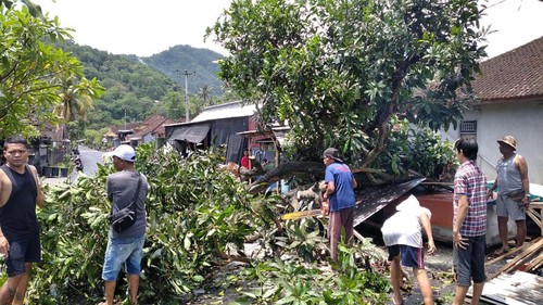 Pohon mangga tumbang timpa warung dan dua sepeda motor di Desa Antiga, Kecamatan Manggis, Kabupaten Karangasem, Bali, Senin (5/12/2022).