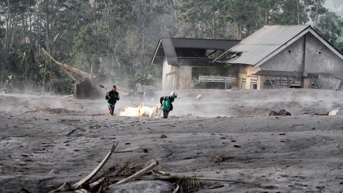 Rumah-rumah Warga Tertimbun Abu Vulkanik Gunung Semeru Warga mengevakuasi kambing di kawasan yang sempat disapu awan panas guguran (APG) Gunung Semeru di Dusun Kajar Kuning, Desa Sumberwuluh, Lumajang, Jawa Timur, Senin (5/12/2022). Bencana awan panas guguran Gunung Semeru tersebut menyebabkan puluhan rumah penduduk rusak dan ratusan warga mengungsi. ANTARA FOTO/Umarul Faruq/nym.