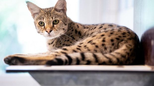 23 June 2021, Bavaria, Munich: A Savannah cat sits in its enclosure at the reptile sanctuary. Crossbreeds of domestic and wild cat stride majestically along and impress with their tabby fur. But not everyone shares the enthusiasm. Photo: Sven Hoppe/dpa (Photo by Sven Hoppe/picture alliance via Getty Images)