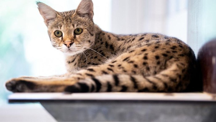 Savannah 23 June 2021, Bavaria, Munich: A Savannah cat sits in its enclosure at the reptile sanctuary. Crossbreeds of domestic and wild cat stride majestically along and impress with their tabby fur. But not everyone shares the enthusiasm. Photo: Sven Hoppe/dpa (Photo by Sven Hoppe/picture alliance via Getty Images)