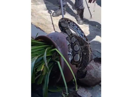 Seekor ular piton raksasa sepanjang empat meter ditemukan bersarang di sebuah pot tanaman milik warga di Jalan Jaya Giri IX No.7, Denpasar. Foto: IST