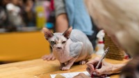 SpinxDari keluarga kucing peliharaan, Spynk bisa dibilang yang paling unik lantaran nyaris tak memiliki bulu alias gundul. Harganya dibanderol sekitar US$ 3.000/ekor Foto: NurPhoto via Getty Images/NurPhoto