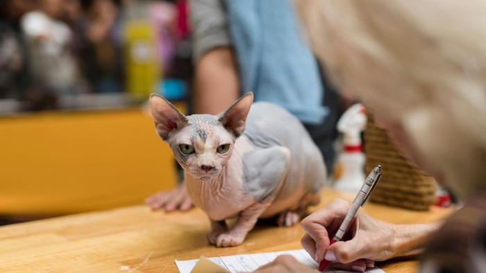 Spynx A Sphynx cat pictured during the Cat Expo Malaysia at MATRADE Exhibition and Convention Center in Kuala Lumpur, Malaysia on September 30 2017.
Cat Expo Malaysia, the largest feline-related exhibition in Malaysia. Cat Expo Malaysia will feature 120 booths, showcasing more than 500 latest cat species, cat-related products & services in the market today. The event will be held until October 1st.
(Photo by Chris Jung/NurPhoto via Getty Images)