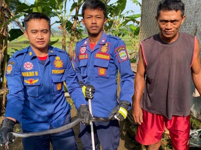 Ular kobra ditemukan di dapur rumah salah satu warga di Ciamis.
