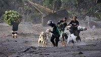 Dua orang warga mengevakuasi kambingnya di Kajar Kuning, Lumajang, Jawa Timur, Senin (5/12/2022). AP Photo/Imanuel Yoga.