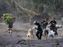 Video: Ratusan Ekor Hewan Ternak Mati Akibat Erupsi Gunung Semeru