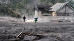 Warga Evakuasi Ternaknya Usai Erupsi Semeru