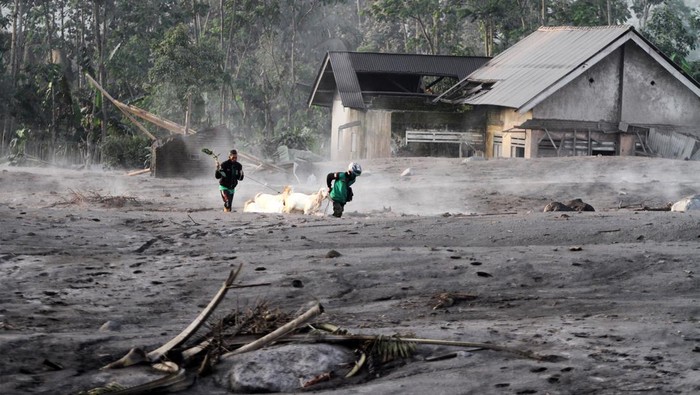 Warga Evakuasi Ternaknya Usai Erupsi Semeru Warga mengevakuasi kambing di kawasan yang sempat disapu awan panas guguran (APG) Gunung Semeru di Dusun Kajar Kuning, Desa Sumberwuluh, Lumajang, Jawa Timur, Senin (5/12/2022). Bencana awan panas guguran Gunung Semeru tersebut menyebabkan puluhan rumah penduduk rusak dan ratusan warga mengungsi.