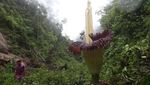 Wow... Bunga Bangkai Raksasa Mekar di Hutan Sumbar