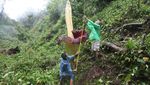 Wow... Bunga Bangkai Raksasa Mekar di Hutan Sumbar