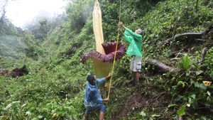 Wow... Bunga Bangkai Raksasa Mekar di Hutan Sumbar