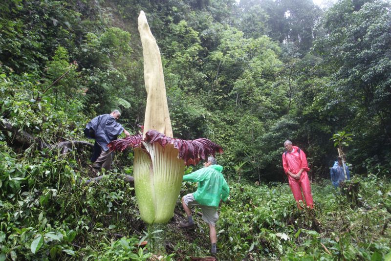 Wow.. Bunga Bangkai Titan Arum Mekar di Hutan Palupuah Sumbar Bunga Titan Arum (Amorphophallus titanum) dikenal sebagai bunga bangkai. Bunga ini mekar di Hutan Palupuah, Kabupaten Agam, Sumatera Barat.