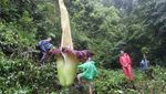 Wow... Bunga Bangkai Raksasa Mekar di Hutan Sumbar