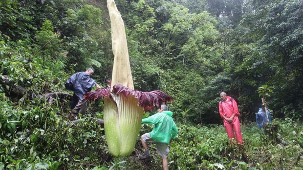 Bunga Titan Arum (Amorphophallus titanum) dikenal sebagai bunga bangkai. Bunga ini mekar di Hutan Palupuah, Kabupaten Agam, Sumatera Barat.