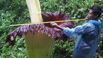 Wow... Bunga Bangkai Raksasa Mekar di Hutan Sumbar