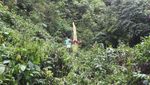 Wow... Bunga Bangkai Raksasa Mekar di Hutan Sumbar