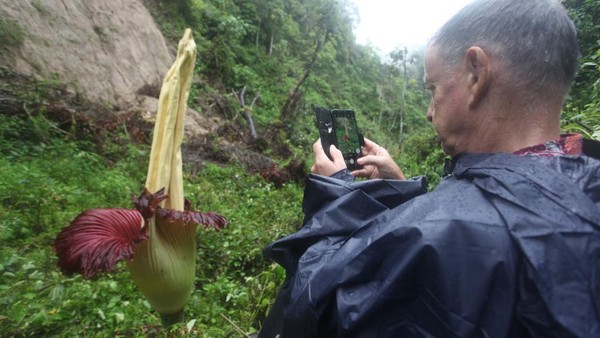 Seorang turis mengabadikan bunga bangkai yang mekar menggunakan ponselnya. 