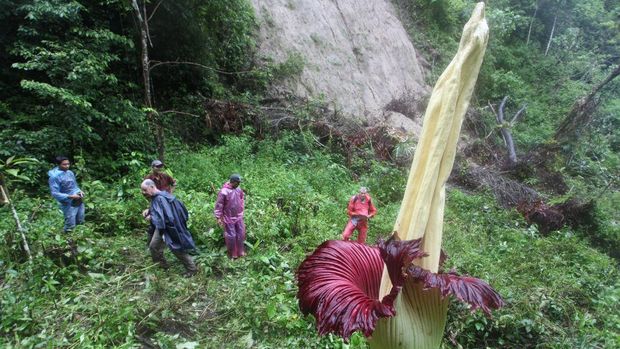 Wow.. Bunga Bangkai Titan Arum Mekar di Hutan Palupuah Sumbar Bunga Titan Arum (Amorphophallus titanum) dikenal sebagai bunga bangkai. Bunga ini mekar di Hutan Palupuah, Kabupaten Agam, Sumatera Barat.