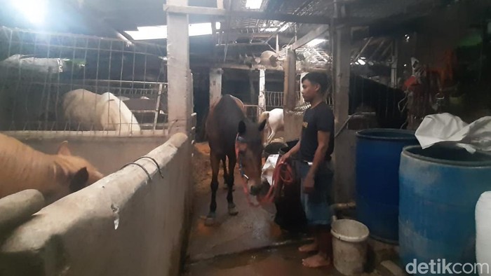 Agustin, kuda milik Pajajaran Stabel yang akan digunakan dalam acara pernikahan Kaesang-Erina.