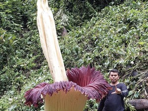 Heboh Penemuan Bunga Bangkai Raksasa di Kebun Milik Warga Agam