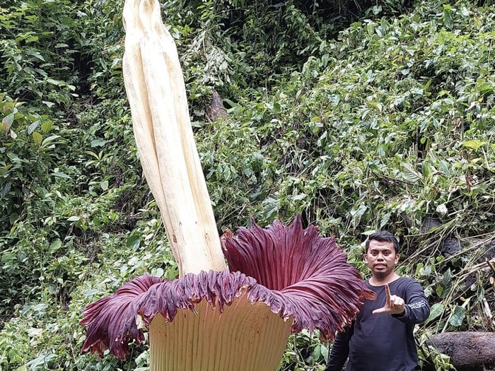 Bunga bangkai raksasa yang tumbuh di kebun warga. (Foto: Istimewa)
