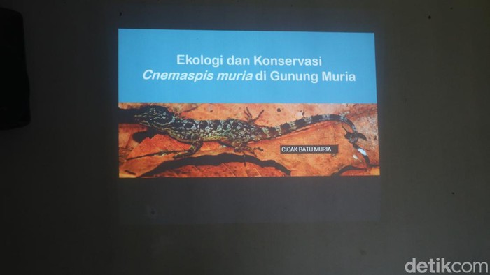 Cecak Batu Muria spesies baru yang ditemukan di Pegunungan Muria, Jawa Tengah.