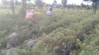 Lahan pertanian warga yang masih aman usai adanya erupsi Gunung Kerinci. (Foto: Istimewa) Lahan pertanian warga yang masih aman usai adanya erupsi Gunung Kerinci. (Foto: Istimewa)