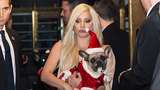 Penculik Anjing Lady Gaga Terancam Dipenjara 21 Tahun