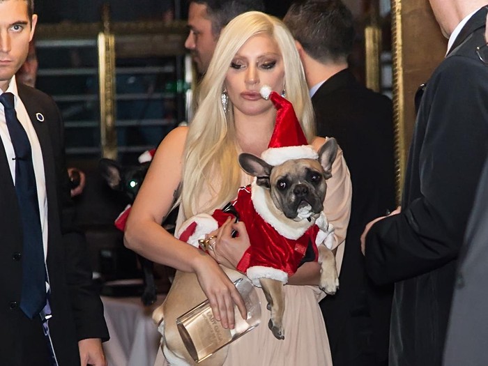 NEW YORK, NY - DECEMBER 11: Singer-songwriter Lady Gaga and her dog Stella attend Billboards 10th Annual Women In Music  at Cipriani 42nd Street on December 11, 2015 in New York City.  (Photo by Gilbert Carrasquillo/FilmMagic)