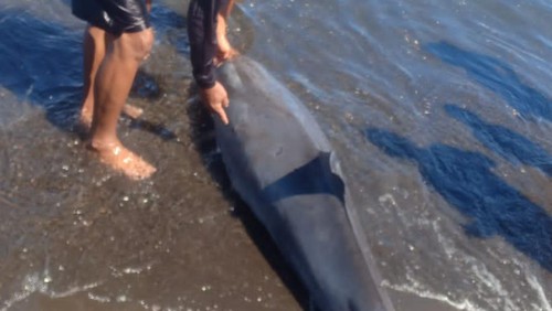 Lumba-lumba terdampar dan mati di Pantai Penimbangan, Buleleng.