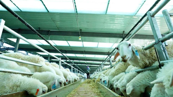 Mengintip Peternakan Domba 'Negeri' di China ZHANGYE, CHINA - DECEMBER 5, 2022 - Workers clean a shelter for fattening sheep at a modern meat sheep integrated development industrial park in Goiopu village, Dongle town of Shandan county, Zhangye city, Northwest China's Gansu province, Dec. 5, 2022. (Photo credit should read CFOTO/Future Publishing via Getty Images)