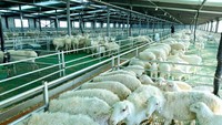 Pagar pembatas antar kandang dibangun menggunakan pipa-pipa logam yag disusun sedemikian rupa. Sementara bagian tengahnya dipasangi bak panjang tempat menaruh makanan yang mudah dijangkau para domba.