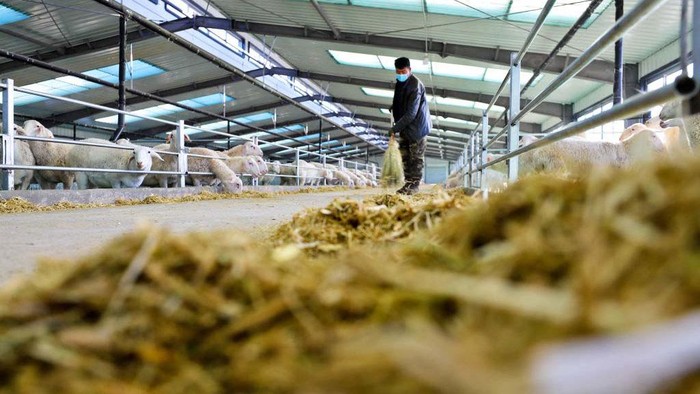 Mengintip Peternakan Domba 'Negeri' di China ZHANGYE, CHINA - DECEMBER 5, 2022 - Workers clean a shelter for fattening sheep at a modern meat sheep integrated development industrial park in Goiopu village, Dongle town of Shandan county, Zhangye city, Northwest China's Gansu province, Dec. 5, 2022. (Photo credit should read CFOTO/Future Publishing via Getty Images)