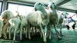 Mengintip Peternakan Domba Negeri di China