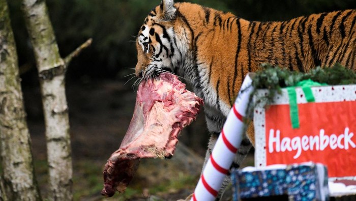 Tigers Maruschka and Yasha open up Christmas presents in their enclosure in Hagenbeck zoo in Hamburg, Germany, December 5, 2022. REUTERS/Fabian Bimmer     TPX IMAGES OF THE DAY