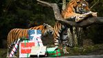 Nggak Mau Kalah, Harimau di Kebun Binatang Jerman Dapat Kado Natal