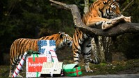 Harimau yang diberi nama Maruschka dan Yasha itu diberi kado Natal oleh para penjaga kebun binatang.