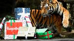 Nggak Mau Kalah, Harimau di Kebun Binatang Jerman Dapat Kado Natal