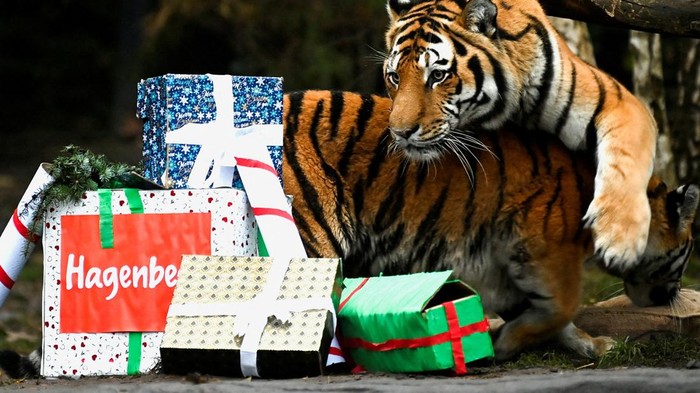 Tigers Maruschka and Yasha open up Christmas presents in their enclosure in Hagenbeck zoo in Hamburg, Germany, December 5, 2022. REUTERS/Fabian Bimmer     TPX IMAGES OF THE DAY