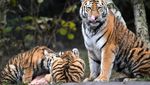 Nggak Mau Kalah, Harimau di Kebun Binatang Jerman Dapat Kado Natal