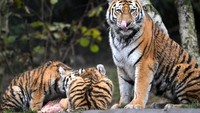 Harimau yang diberi kado Natal ini menjadi daya tarik pengunjung jelang perayaan Natal.