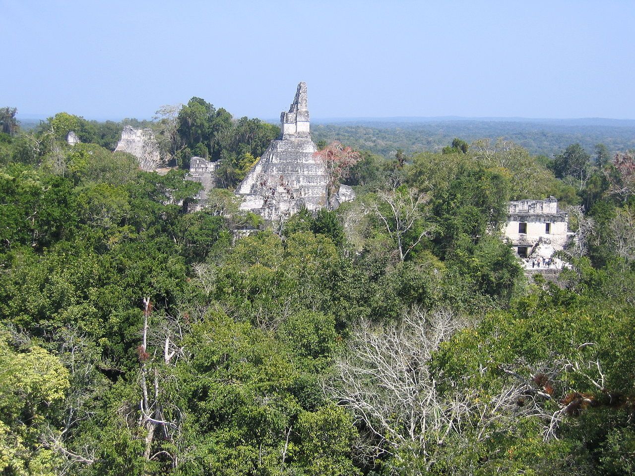Pemandangan pucuk-pucuk  pusat situs Tikal dari selatan dari balik hutan, dengan Kuil I di tengah, Akropolis Utara di kiri, dan Akropolis Pusat di kanan.