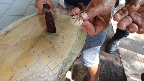 Penyu hijau yang terdampar diobservasi di penangkaran Penyu Kurma Asih, Desa Perancak, Kecamatan Negara, Kabupaten Jembrana.