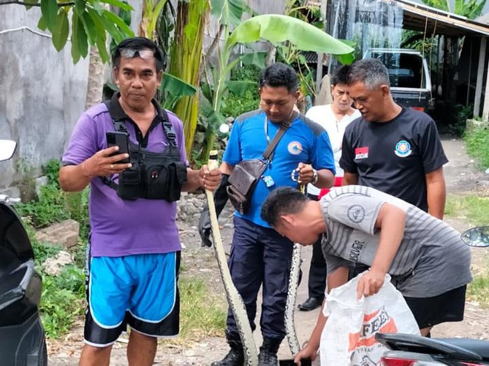 Petugas BPBD Denpasar saat mengamankan ular di kawasan Renon, Selasa (6/12/2022). Foto: Istimewa