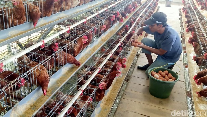 Produsen telur ayam di Kabupaten Banjarnegara, Selasa (6/12/2022).