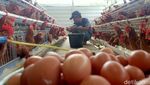 Harga Telur Ayam Tembus Rp 30.000/Kg Jelang Ramadhan