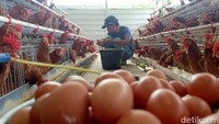 Pedagang telur pun tidak mengetahui alasan harga telur bisa melonjak naik. Uje Hartono/detikcom