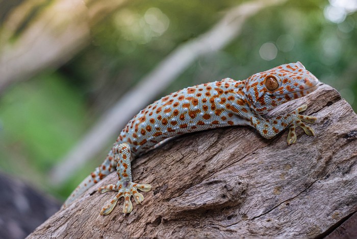 Tokay gecko clings into a tree on green blurred background